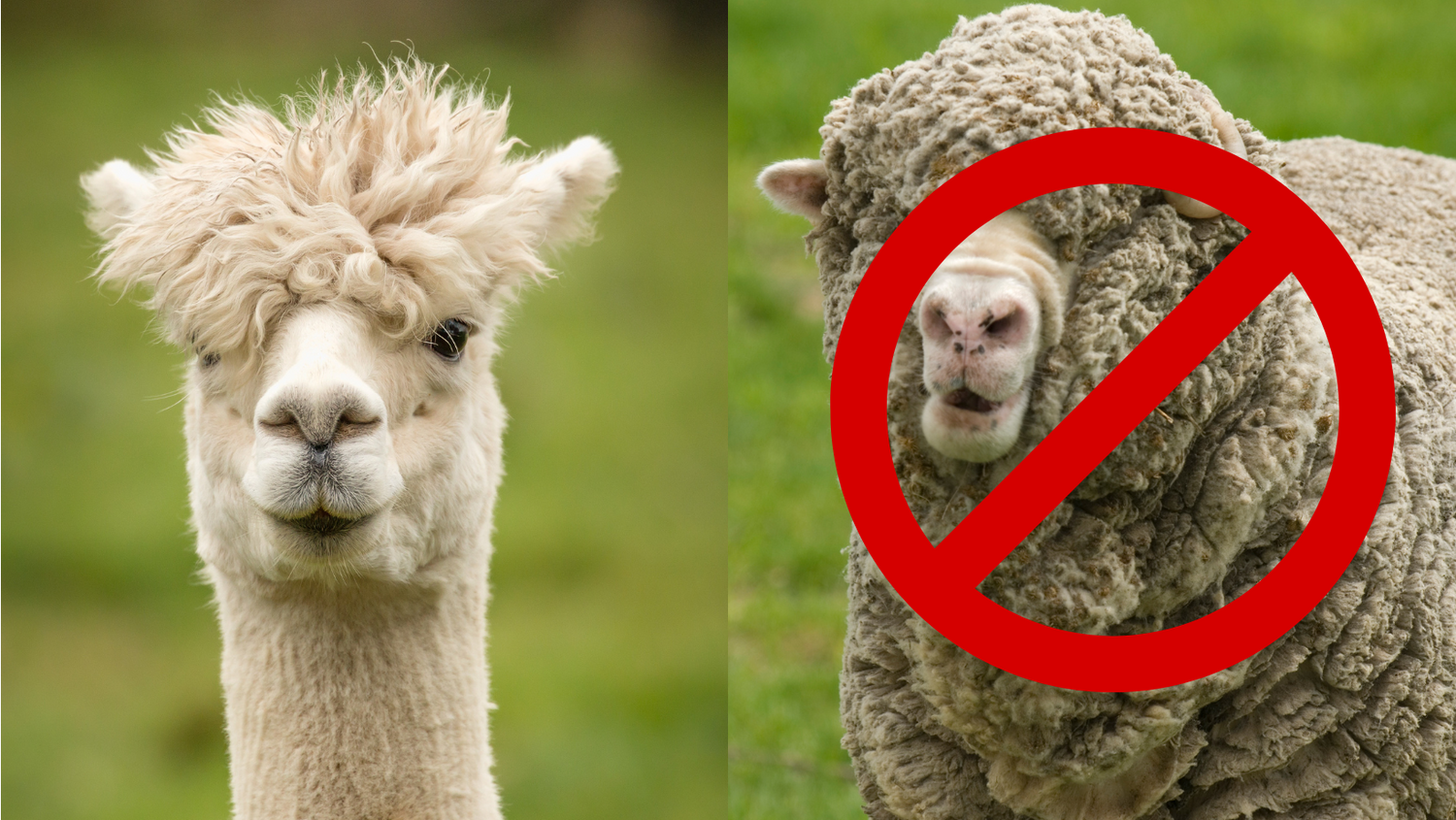 Alpakanvilla vs. muut kuidut